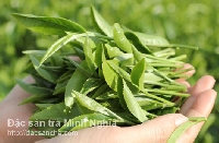 Phát hiện công dụng mới của trà với tim mạch Phát hiện công dụng mới của trà với tim mạch