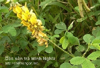 Cây lục lạc ba lá chữa suy nhược thần kinh, mất ngủ Cây lục lạc ba lá chữa suy nhược thần kinh, mất ngủ