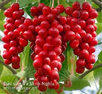 Vị thuốc an thần bổ thận Vị thuốc an thần bổ thận