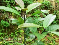 Công dụng của chè đắng Công dụng của chè đắng