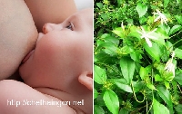 Chè vằng thức uống tốt cho sản phụ Chè vằng thức uống tốt cho sản phụ