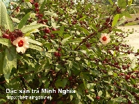 Tìm hiểu những lợi ích từ Hibiscus Tìm hiểu những lợi ích từ Hibiscus