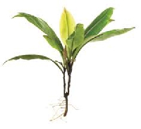 Những điều chưa biết về các thảo dược trẻ hóa “vùng kín” Những điều chưa biết về các thảo dược trẻ hóa “vùng kín”
