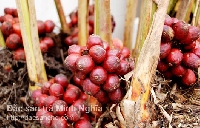 Điều trị các bệnh tiêu hóa bằng bài thuốc từ thảo quả Điều trị các bệnh tiêu hóa bằng bài thuốc từ thảo quả