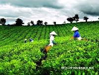 Chè Thái Nguyên nơi hội tụ tinh hoa ngành chè Việt Chè Thái Nguyên nơi hội tụ tinh hoa ngành chè Việt